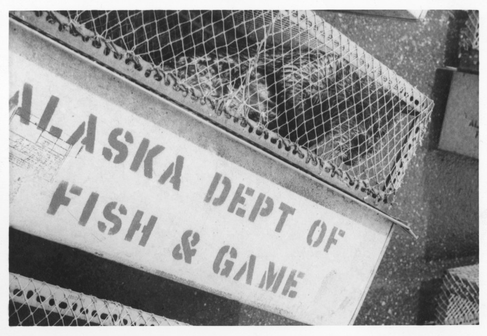 Sea Otters from Alaska — Translocation Project. July 18, 1970