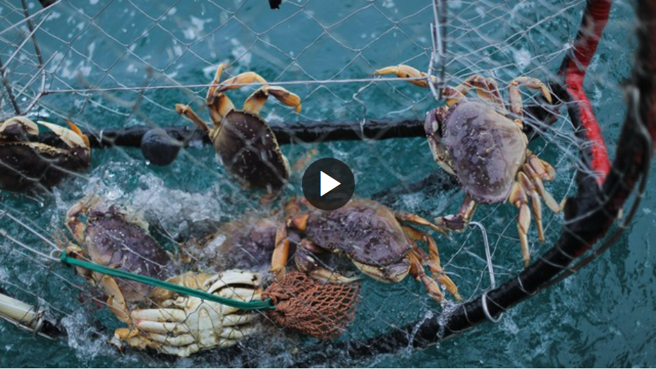 Port Orford’s Season Of Crab And Crisis by Oregon Public Broadcasting
